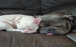 Olde English Bulldogge dogs for stud: Dog's name D.j  - Image 8