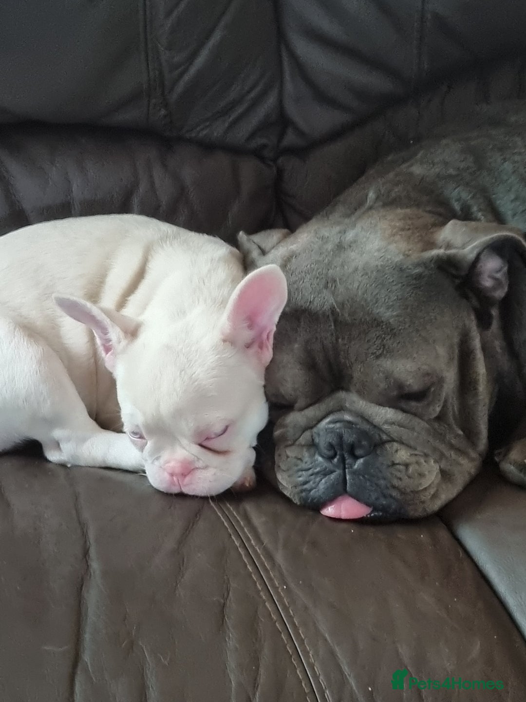 Olde English Bulldogge dogs for stud: Dog's name D.j  - Image 8