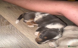 Mixed Breed dogs for sale: Jack Russel/miniature Datchound - Image 13