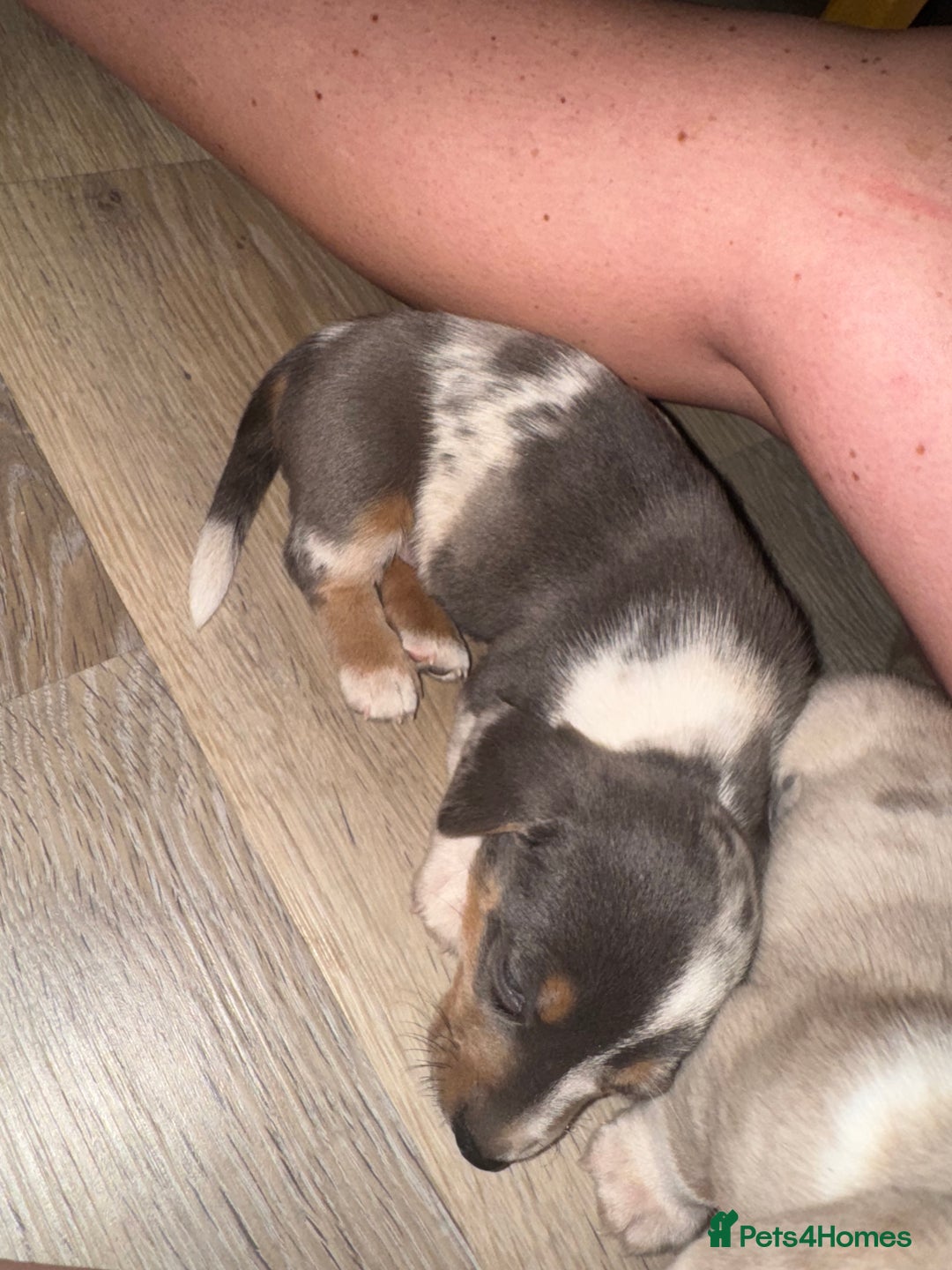 Mixed Breed dogs for sale: Jack Russel/miniature Datchound - Image 13
