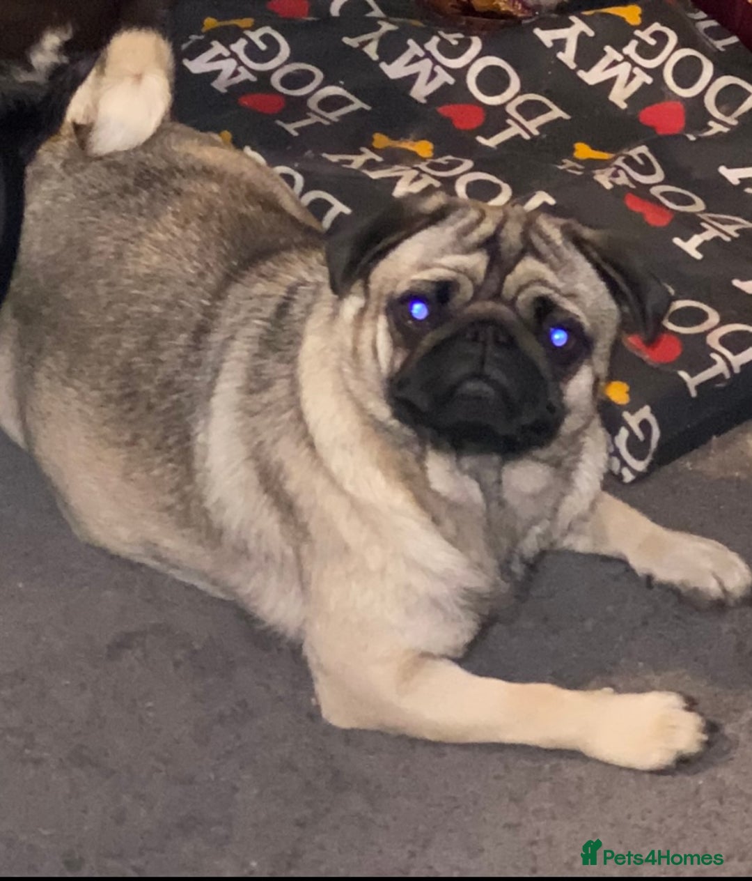 Pug dogs for sale: Beautiful Pug Puppies  - Advert 12