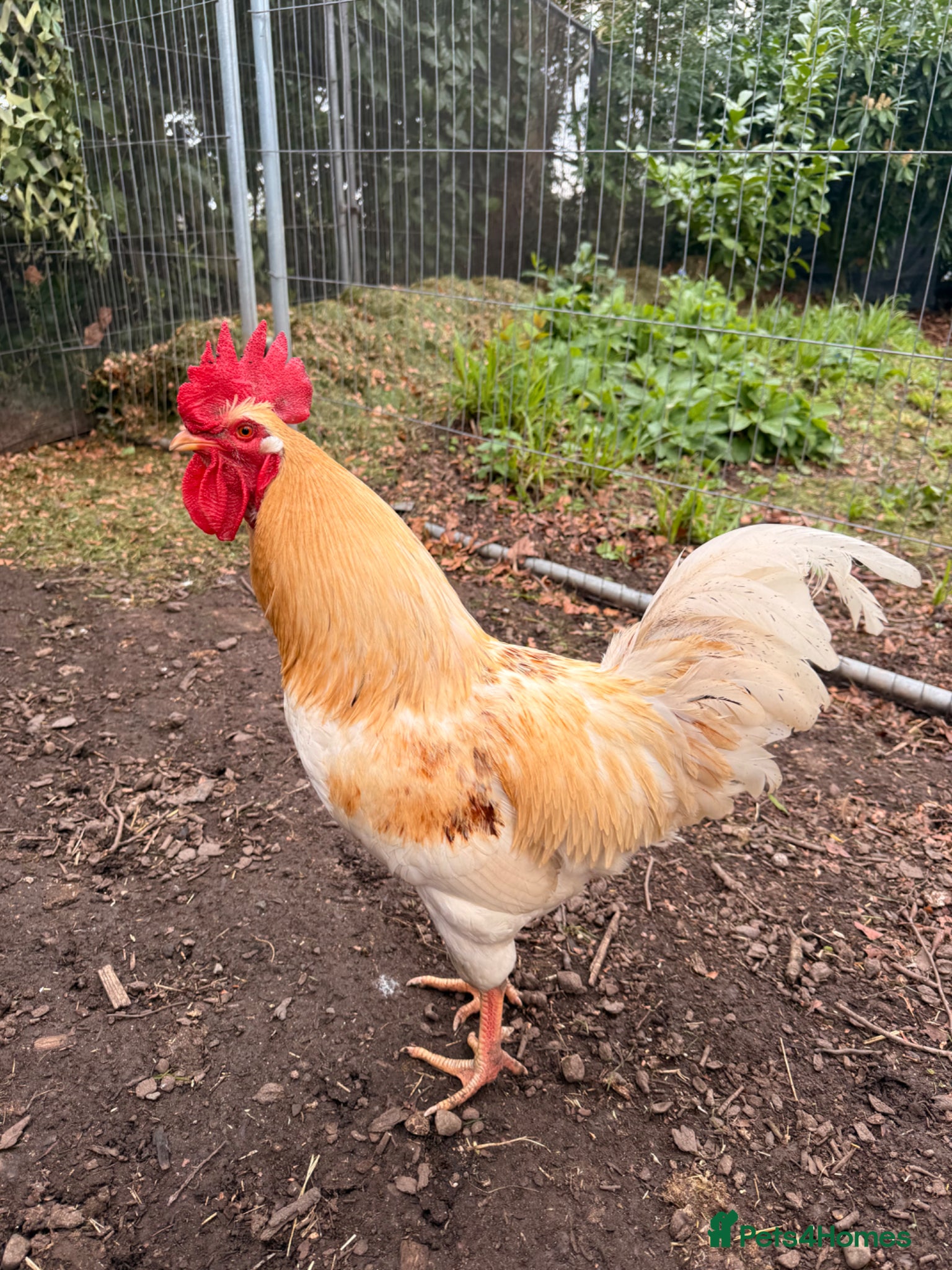 Chickens poultry Buff Orpington Cockerel Friendly, Good Home Wanted - Advert 1