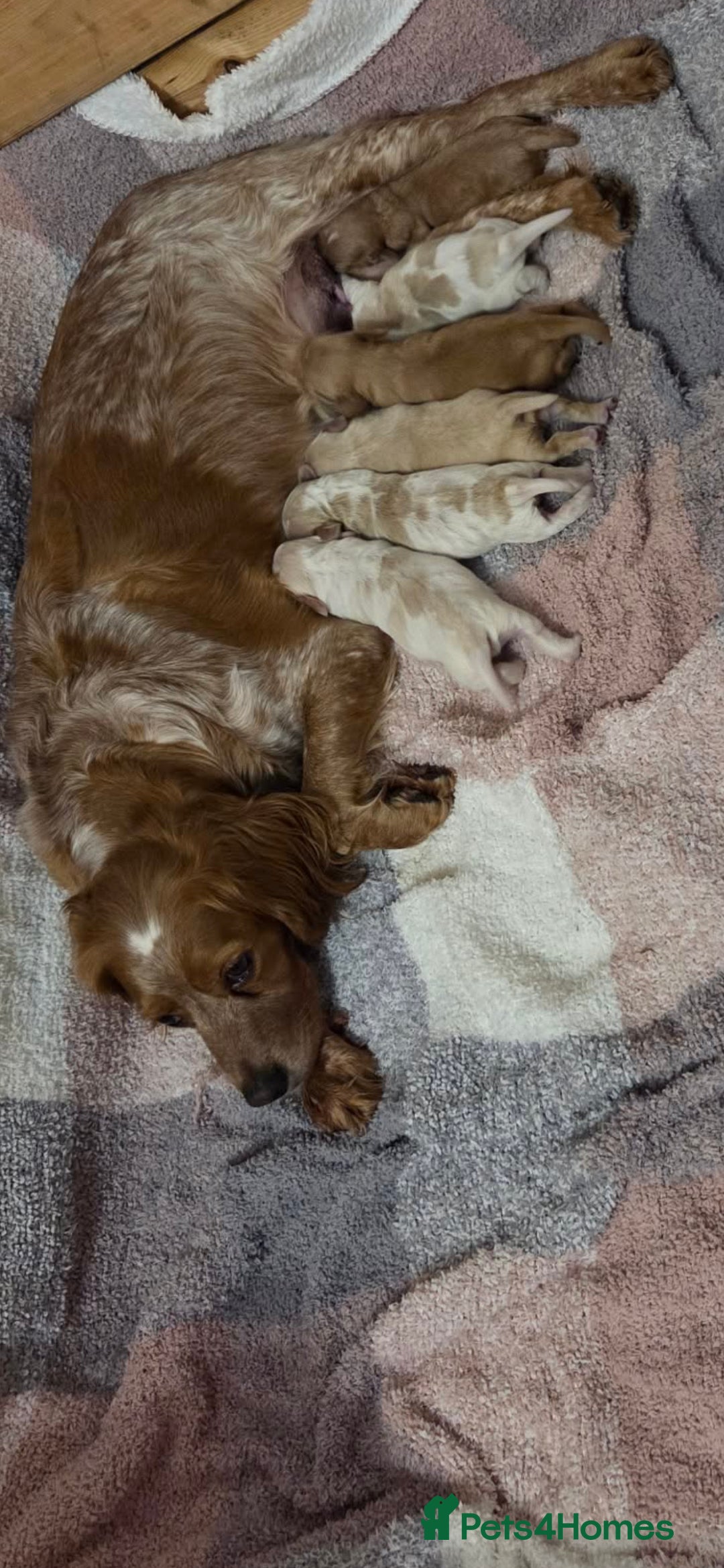 Mixed Breed dogs Cocker spaniel x Brittany puppies - Advert 13