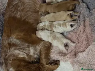 Mixed Breed dogs Cocker spaniel x Brittany puppies - Advert 18