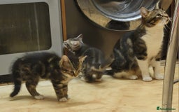 Mixed Breed cats for sale: 2 boys and 1 girl - Image 26