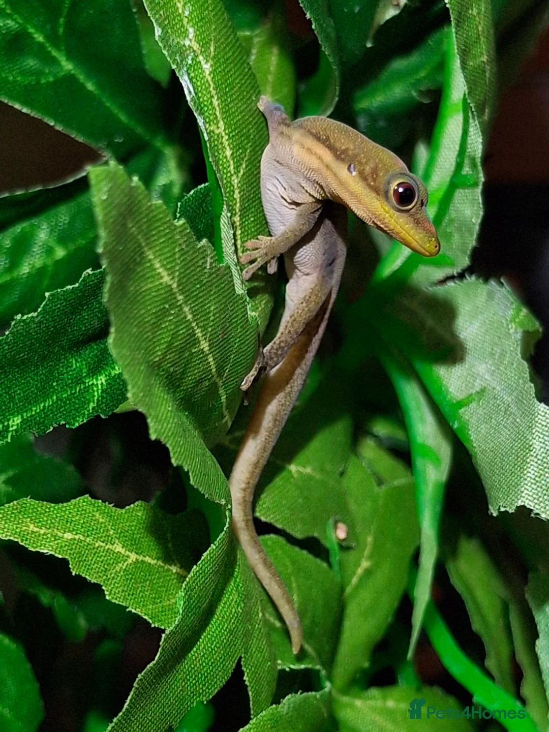 Gecko reptiles for sale: Gold Dust Day Geckos in Manchester - Advert 2