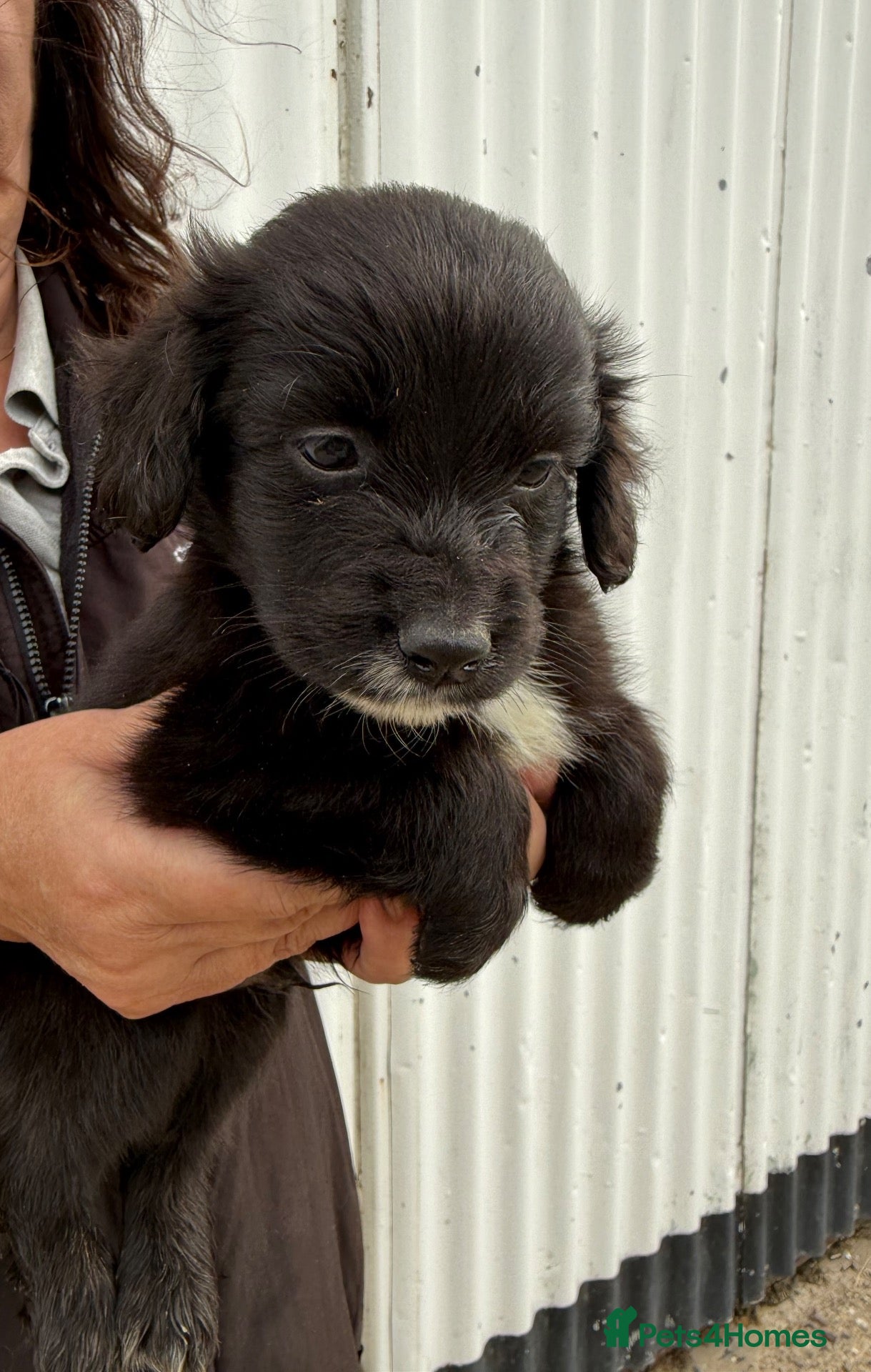 Mixed Breed dogs Aussie x Cocker “Auckers” Puppies - Advert 2