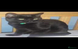British Shorthair cats for sale: 2 male british short hair cats  - Image 5