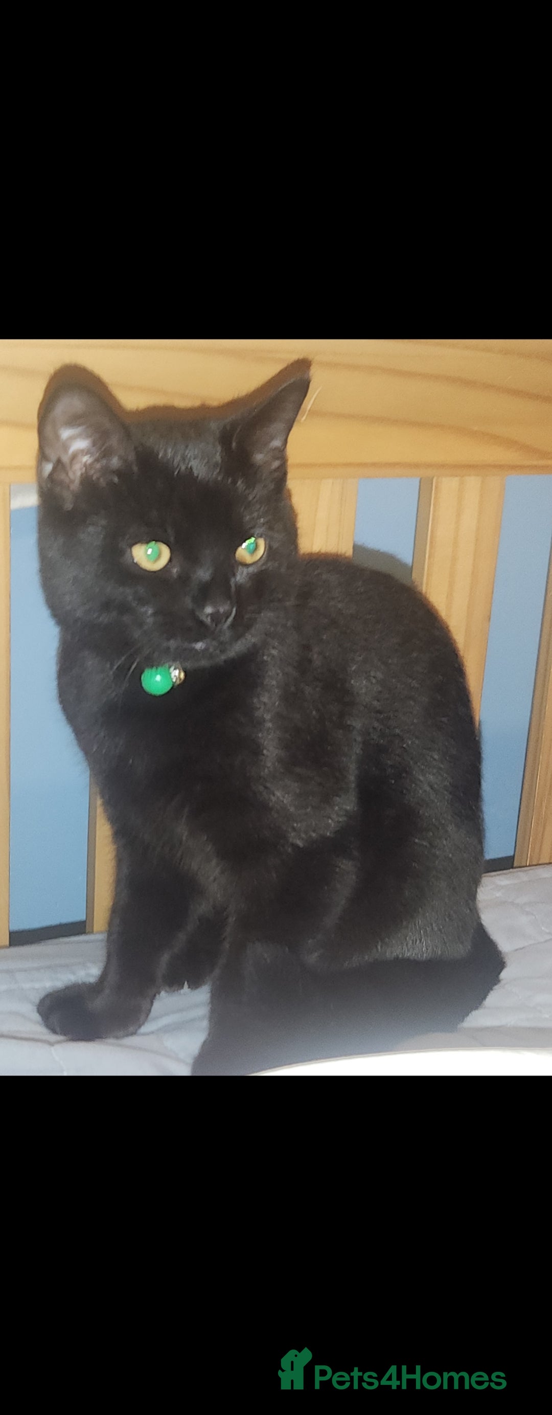 British Shorthair cats for sale: 2 male british short hair cats  - Image 5