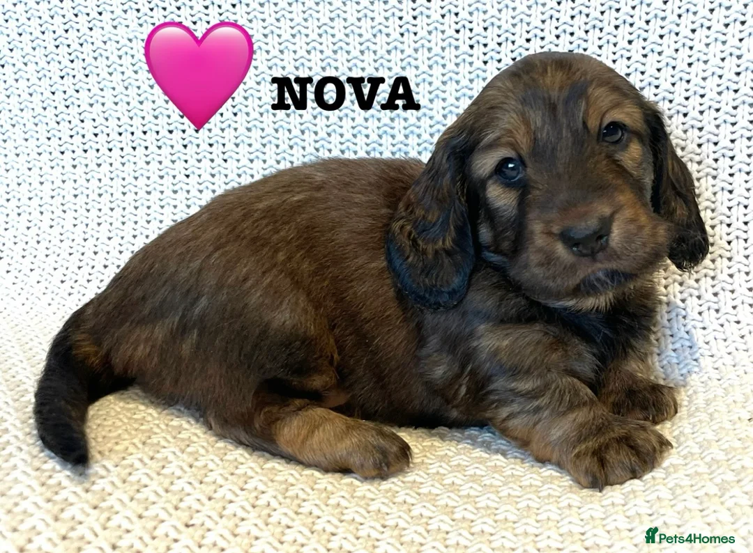 Dachshund dogs for sale: 5 KC Standard Long Hair Dachshunds - Advert 9