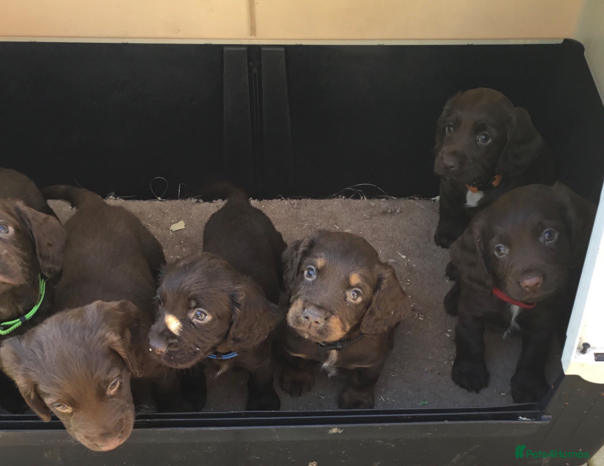 Cocker Spaniel dogs KC REG COCKER SPANIEL PUPPIES  - Advert 2