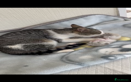 Mixed Breed cats for sale: Beautiful Kitten - Image 2