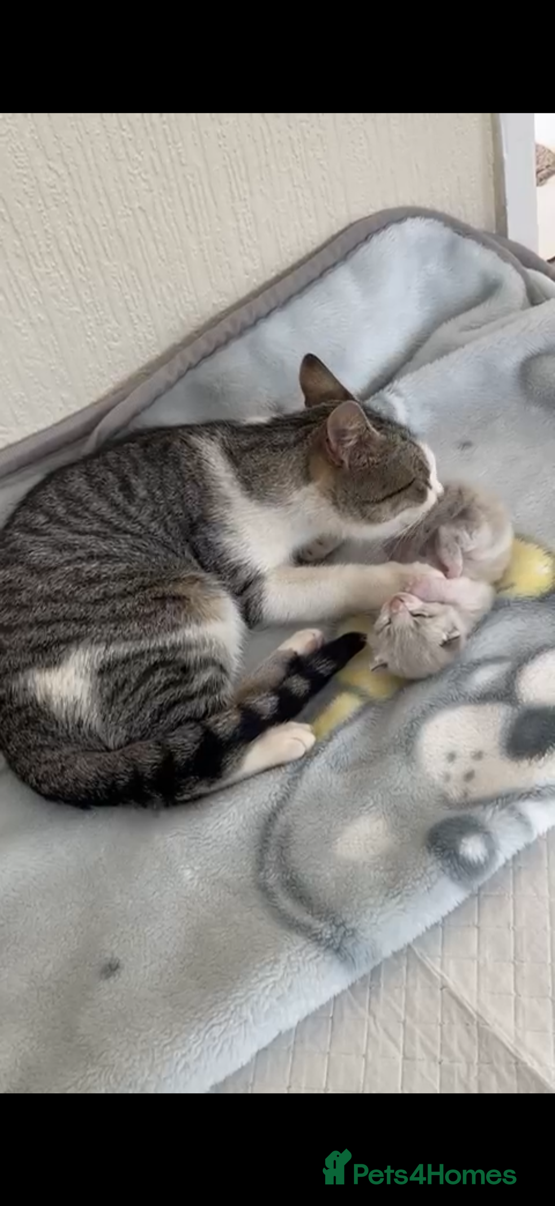 Mixed Breed cats for sale: Beautiful Kitten - Image 2