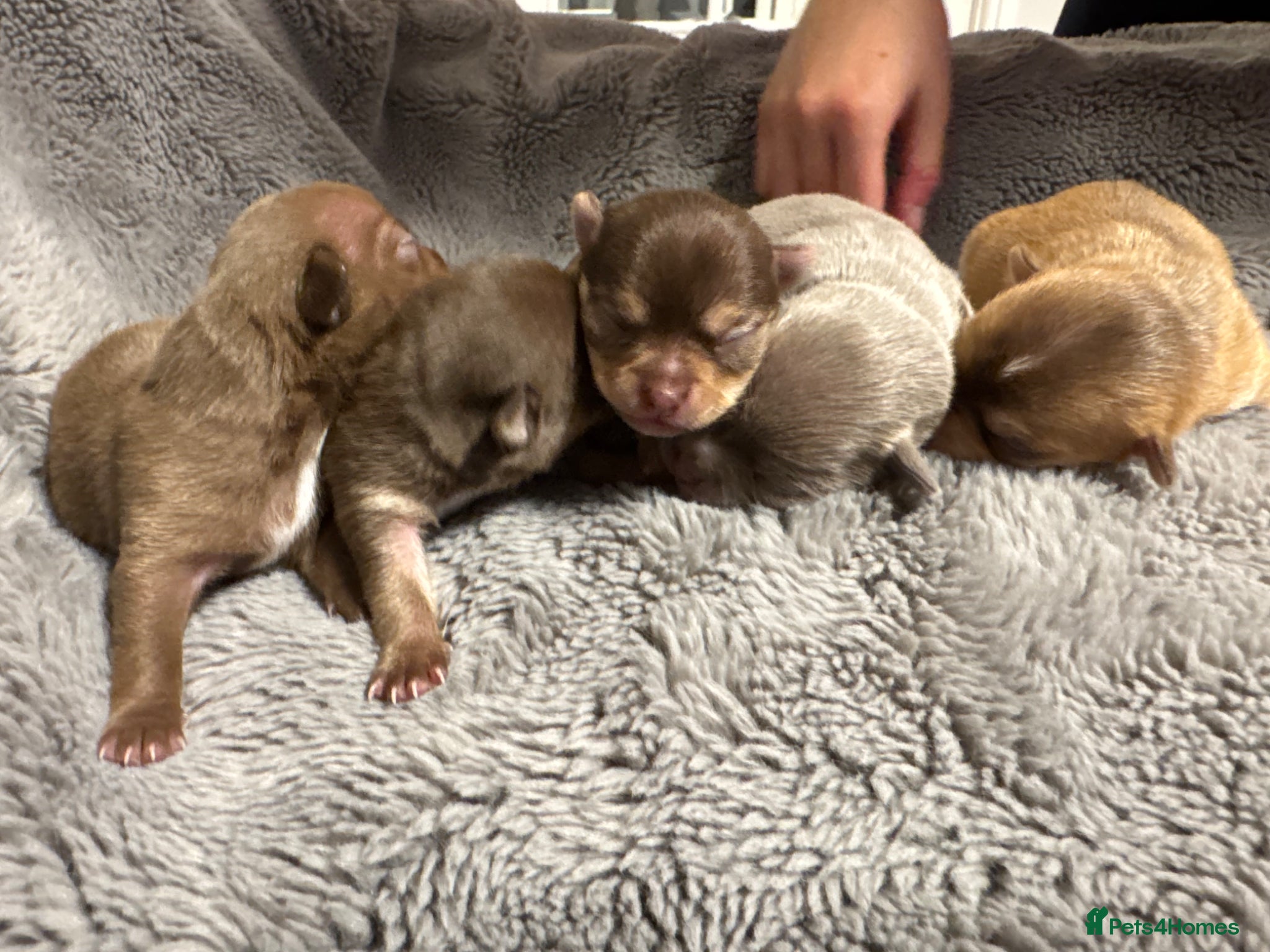 Chihuahua dogs PERFECT PUREBRED TINY CHIHUAHUA PUPPIES  - Advert 1