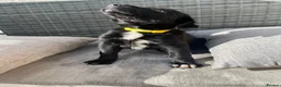 Borador dogs for sale: Borador puppies, labrador cross collie - Advert 12