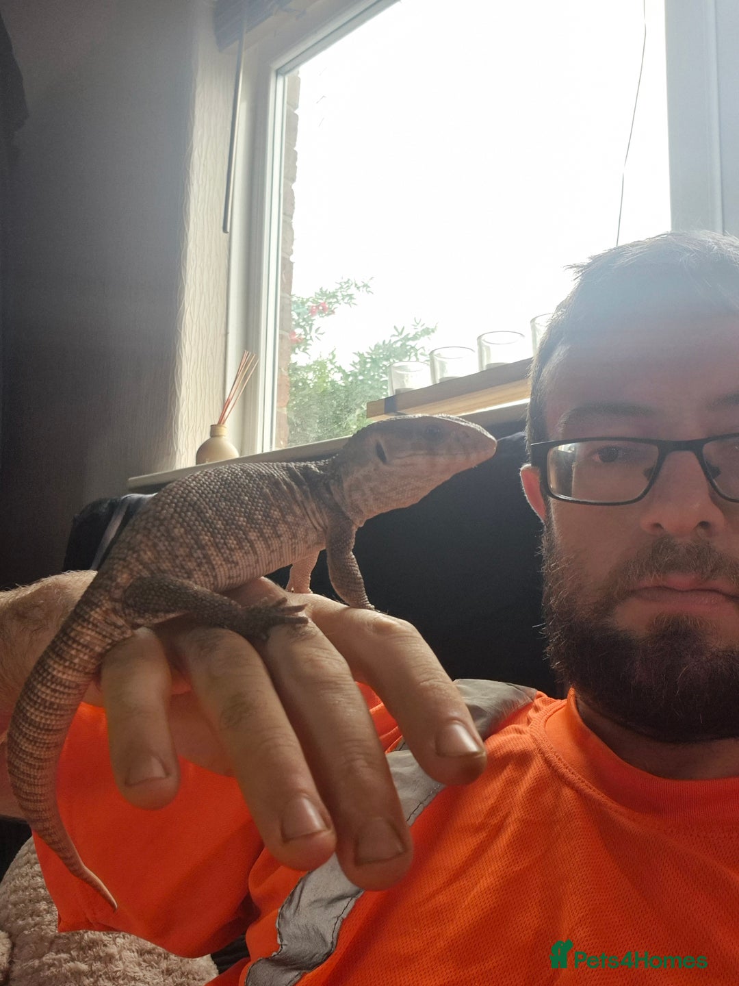 Monitor reptiles for sale: Bosc monitor can come with his homemade setup - Image 1