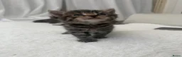 Mixed Breed cats for sale: Tabby male kittens and stunning black girl  - Advert 8