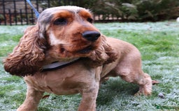 Cocker Spaniel dogs for sale: KC Registered Show Cocker Spaniel Puppies - Image 7