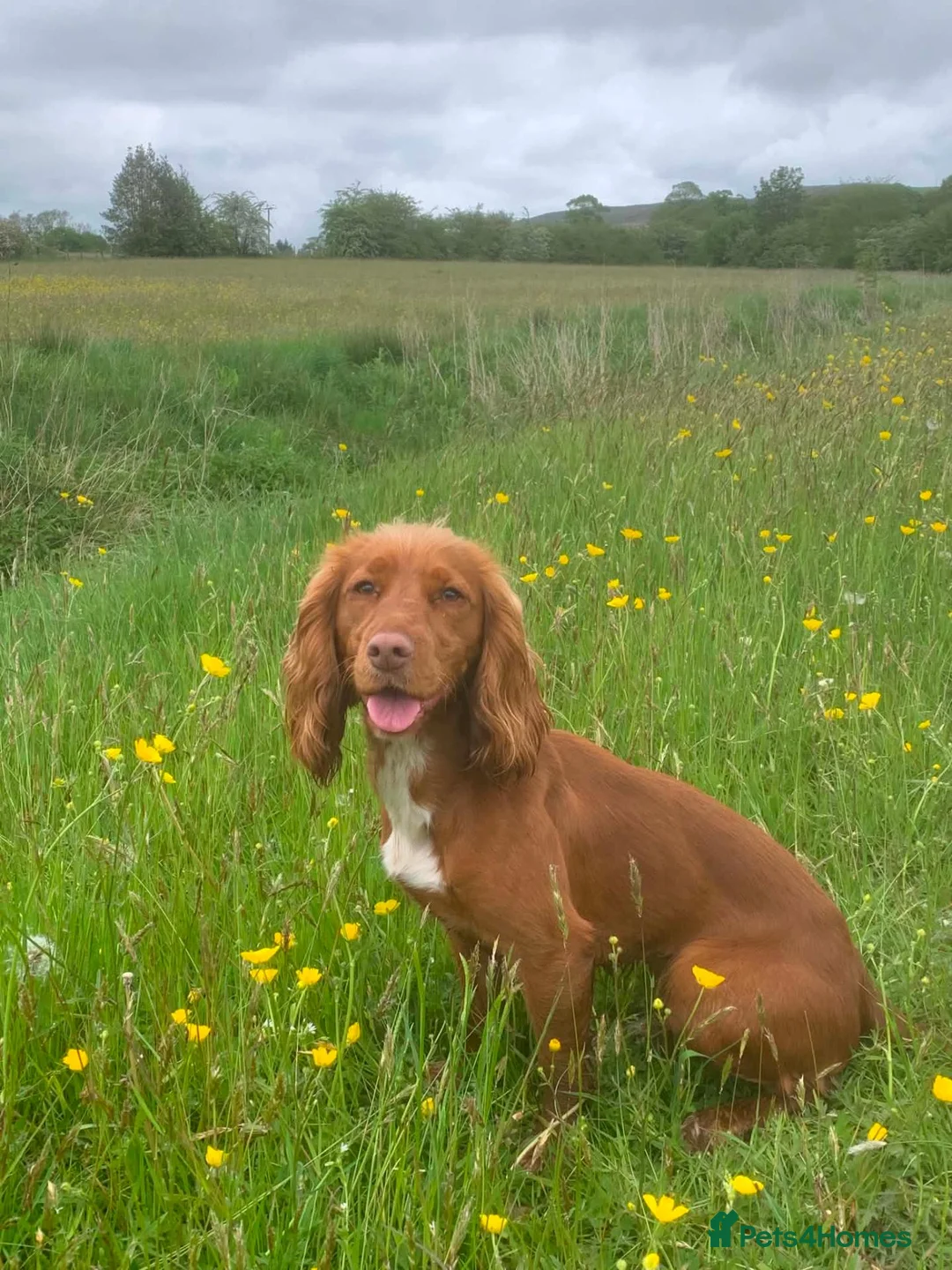 Cocker Spaniel dogs for sale: 🐾 Poppy – 4-Year-Old KC Registered Working Cocker - Advert 1