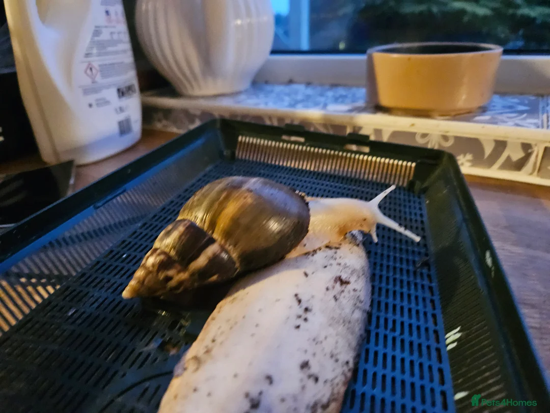 Snails invertebrates for sale: Free! To collect from Bromley incl set up - Advert 2