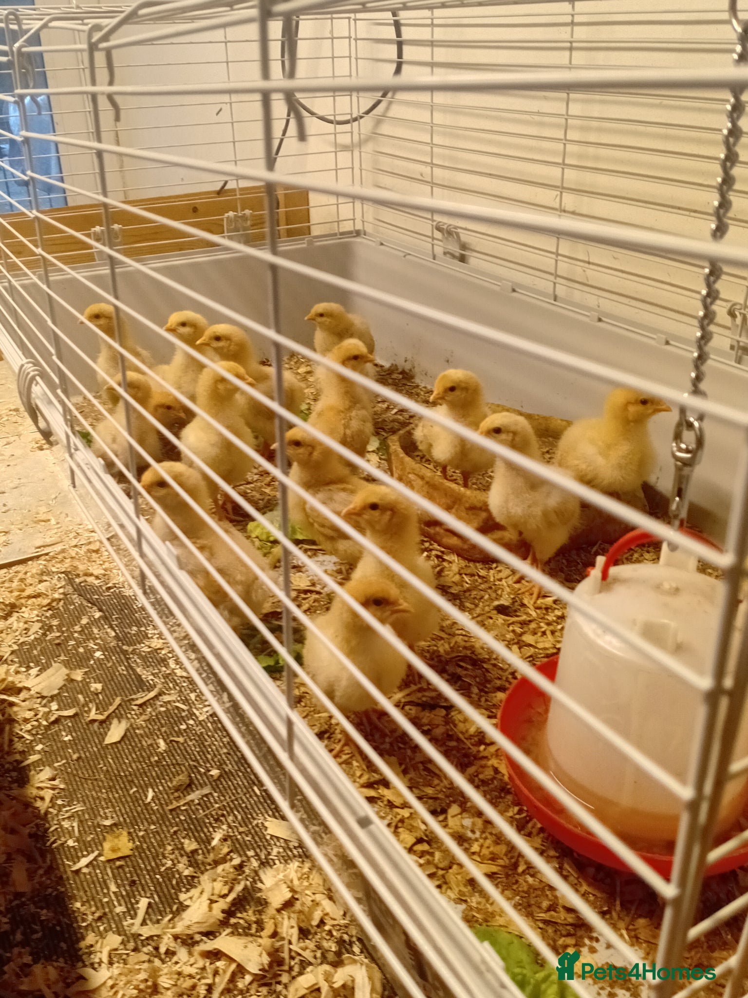 Chickens poultry Orpington buffs 6 weeks old - Advert 1