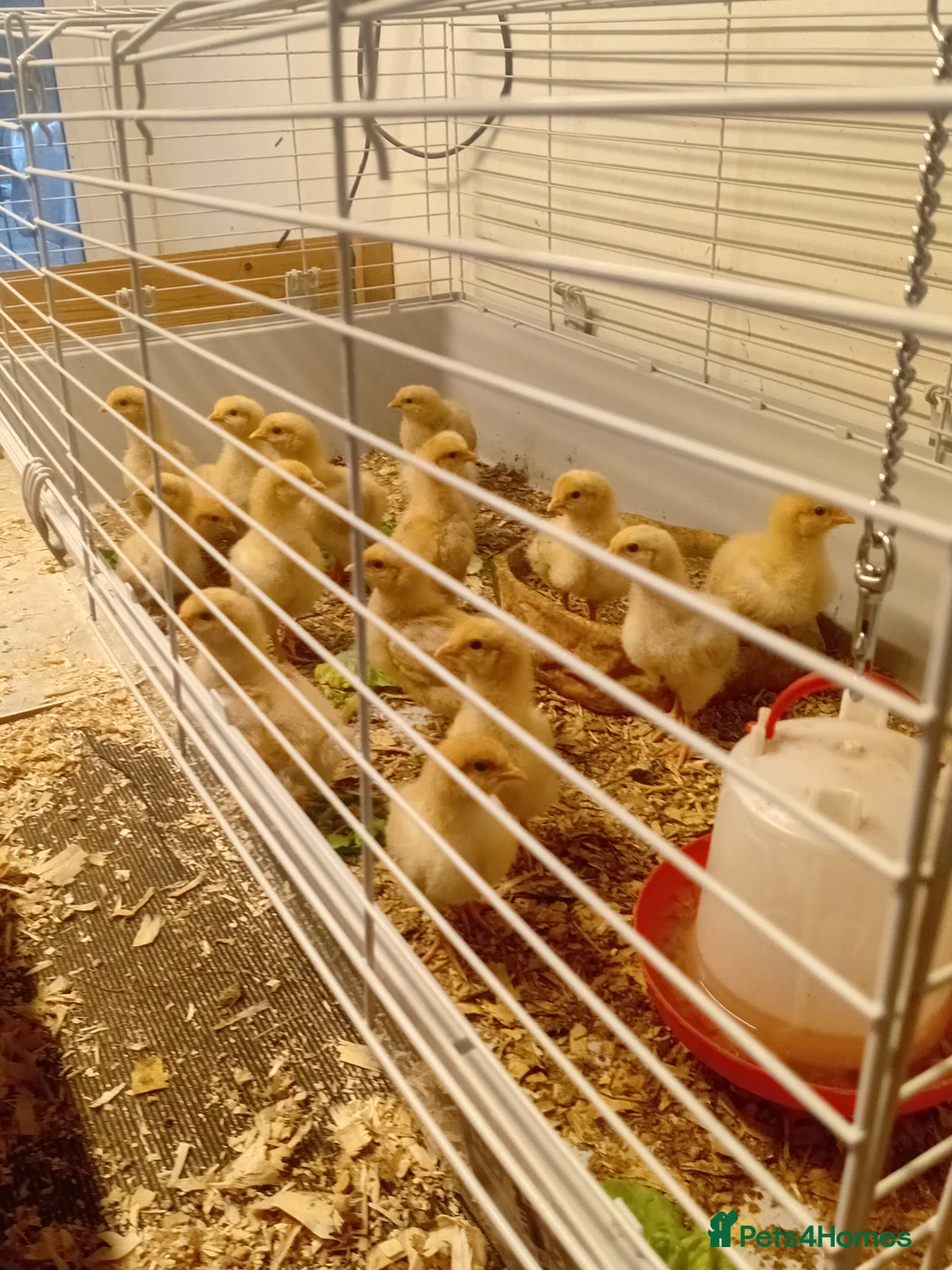 Chickens poultry for sale: Orpington buffs 6 weeks old - Advert 1
