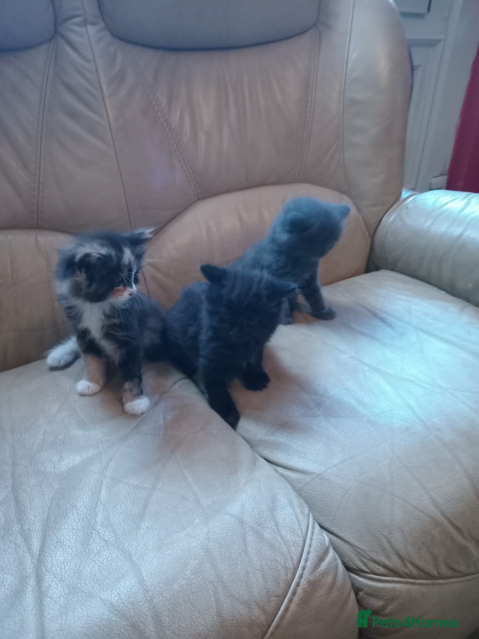 Mixed Breed cats Kittens - Advert 2