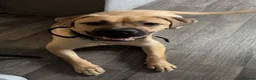 Mixed Breed dogs for sale: Cane corso x Mastiff for rehoming - Advert 2