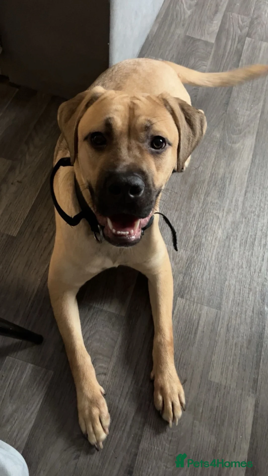 Mixed Breed dogs for sale: Cane corso x Mastiff for rehoming - Advert 2