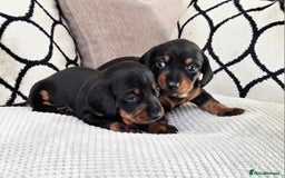 Miniature Dachshund dogs for sale: Beautiful Pedigree Miniature Dachshund Puppies - Image 6