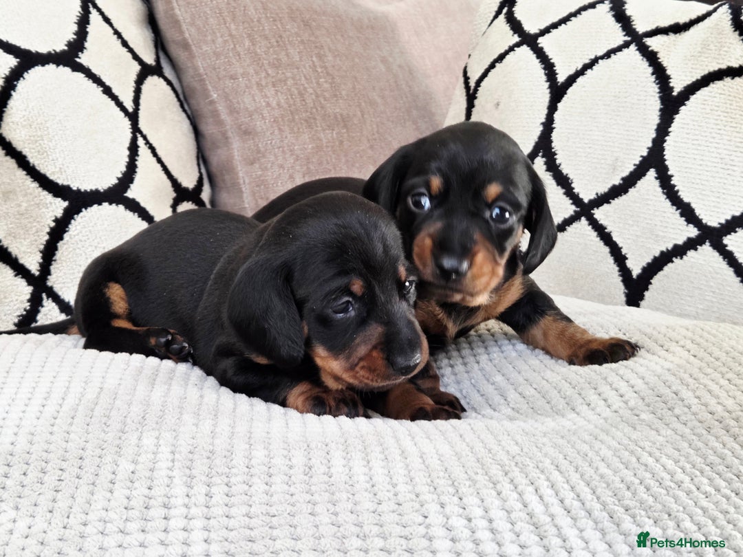 Miniature Dachshund dogs for sale: Beautiful Pedigree Miniature Dachshund Puppies - Image 6