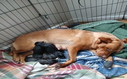 Mixed Breed dogs for sale: Lab cross - Image 5
