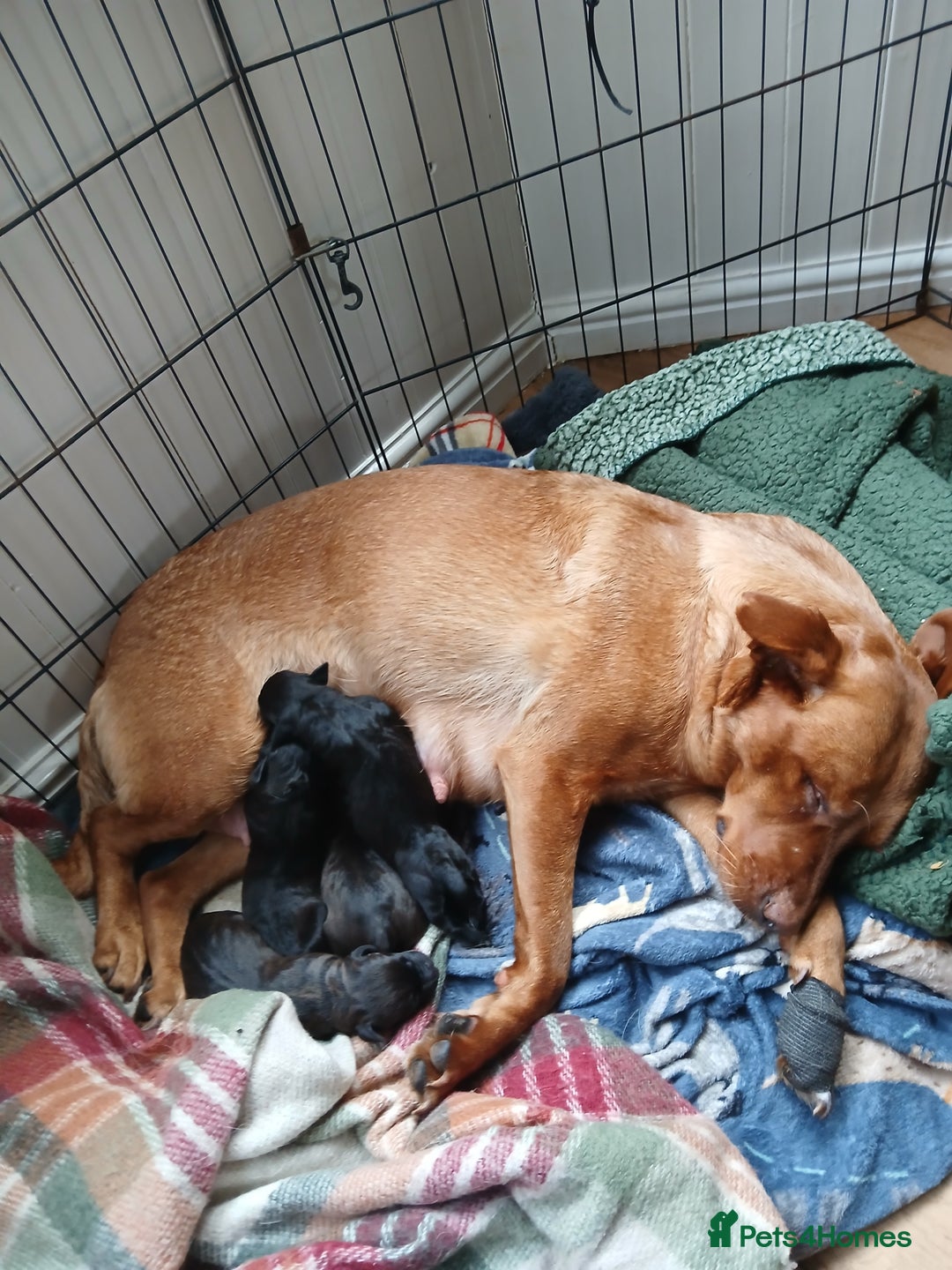 Mixed Breed dogs for sale: Lab cross - Image 5