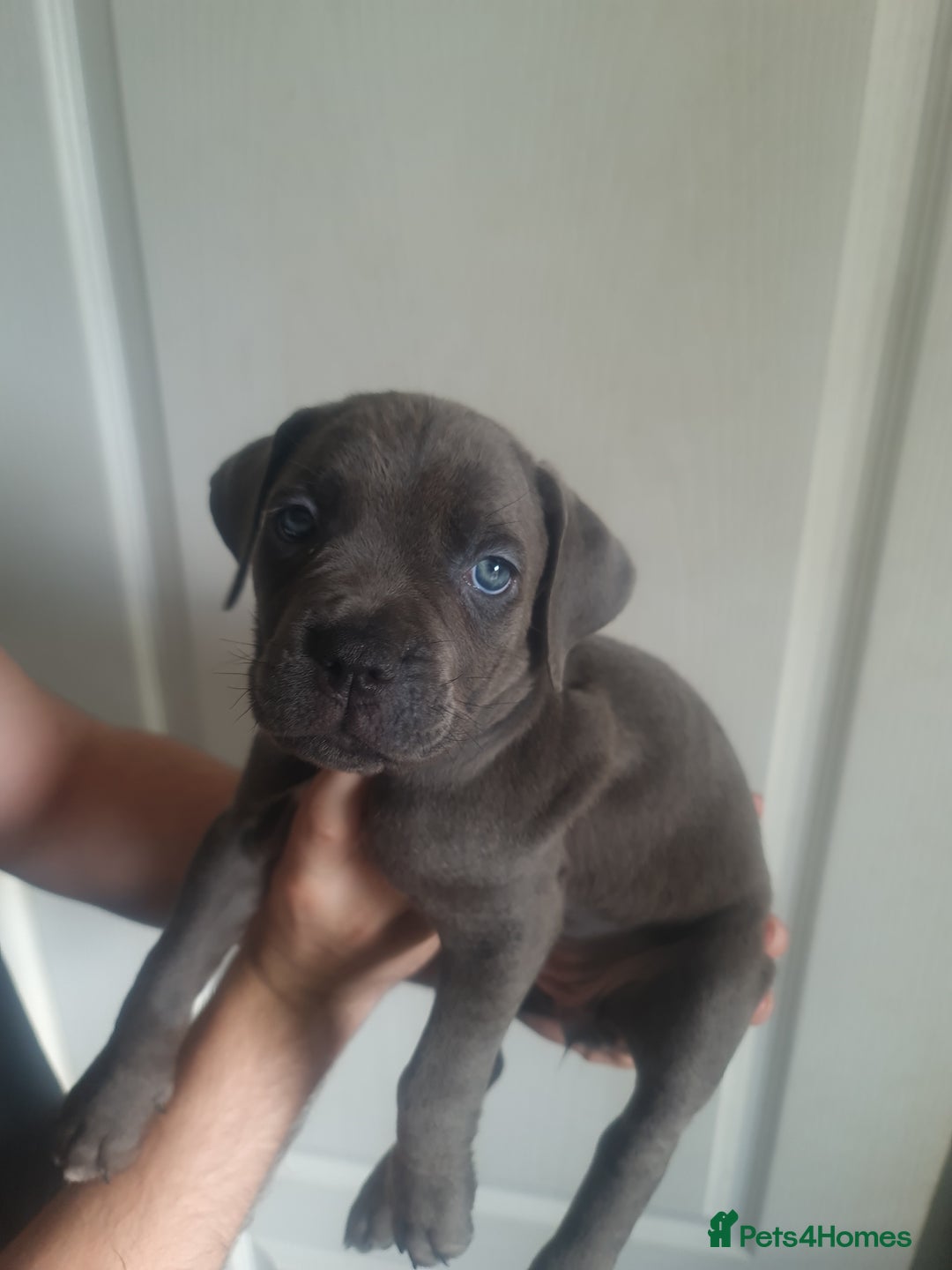 Cane Corso dogs for sale: Cane corso puppies ready to leave now - Image 35