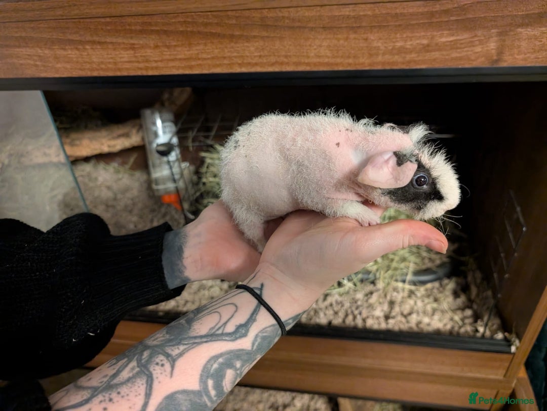 Guinea Pig rodents for sale: Make skinny pigs/werewolfs  - Advert 2