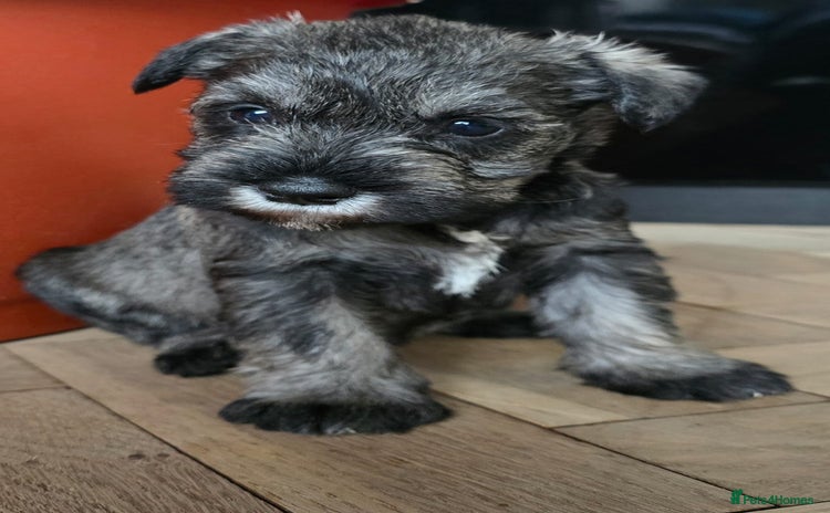 Miniature Schnauzer dogs - Advert 2
