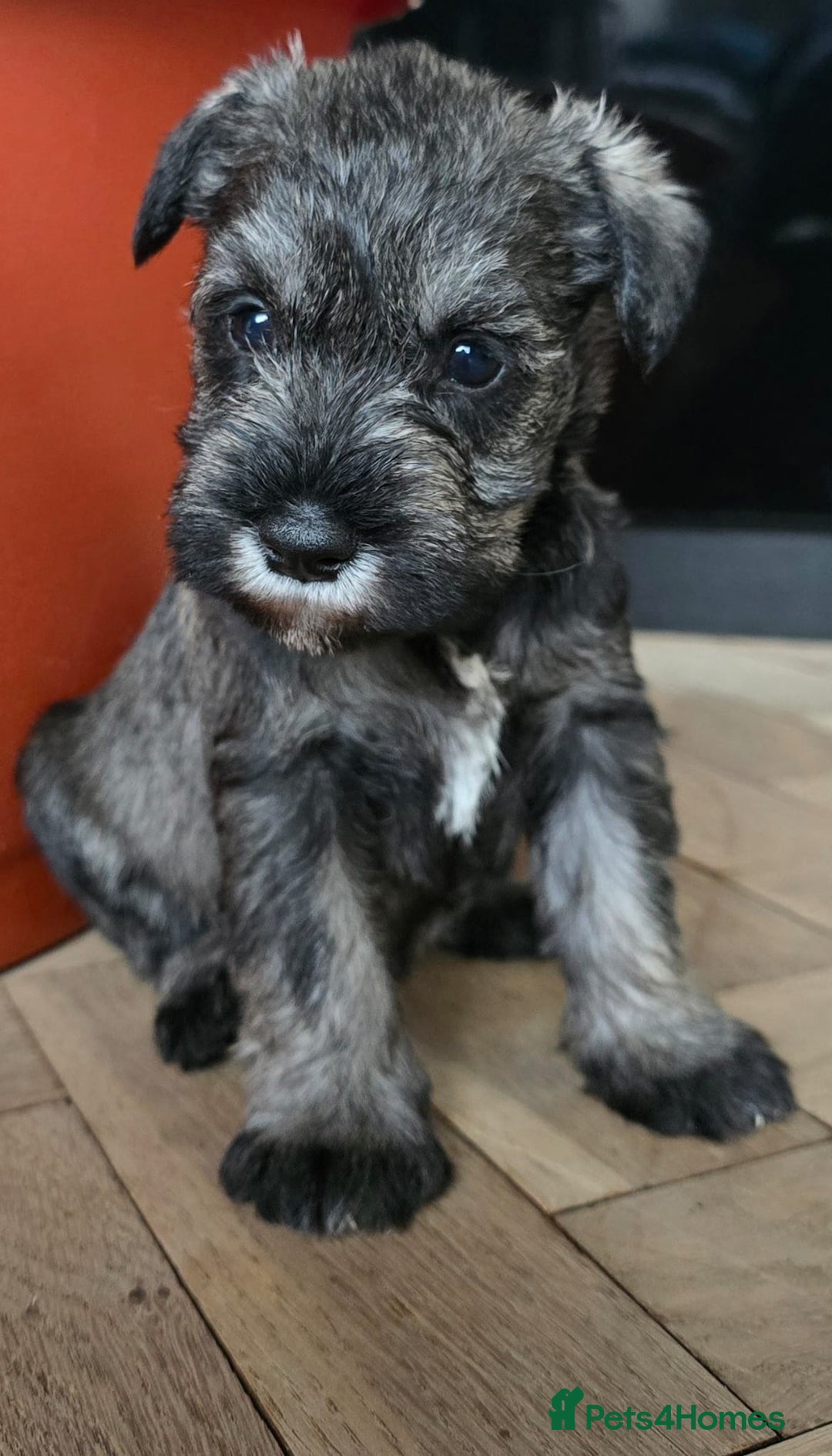 Miniature Schnauzer dogs for sale: Curious, playful and loving litter KC pups ❤️ - Image 10