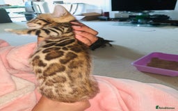 Bengal cats for sale: High Quality Rosetted Pure Breed Bengal in Chigwell - Image 2