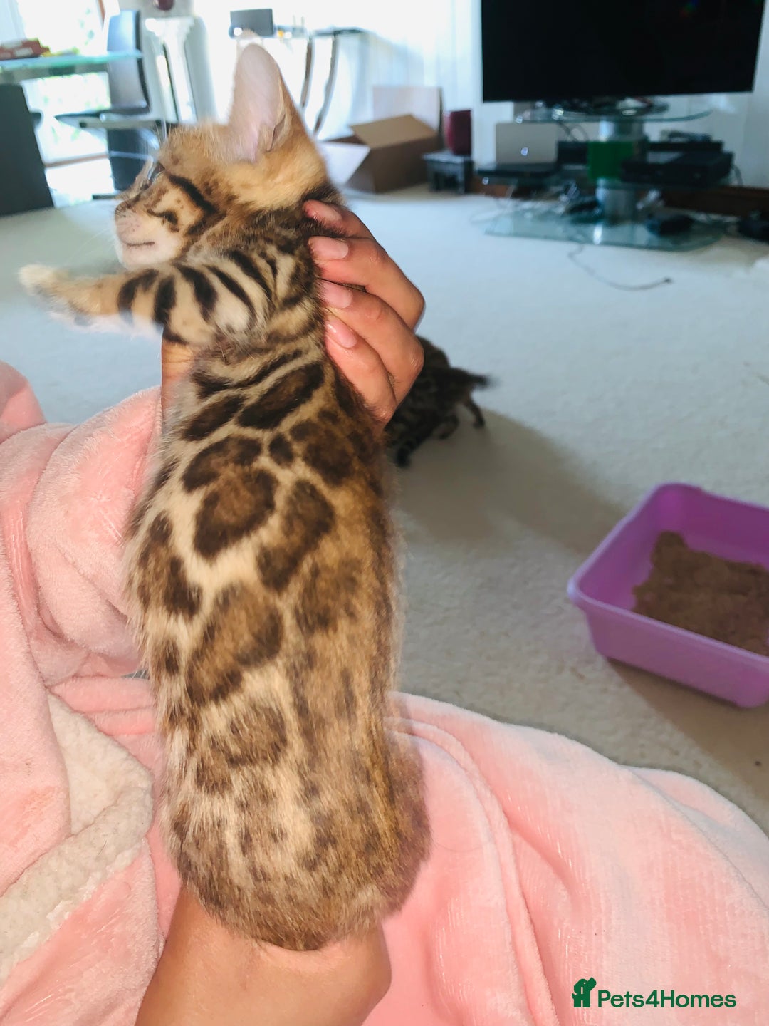 Bengal cats for sale: High Quality Rosetted Pure Breed Bengal in Chigwell - Image 2