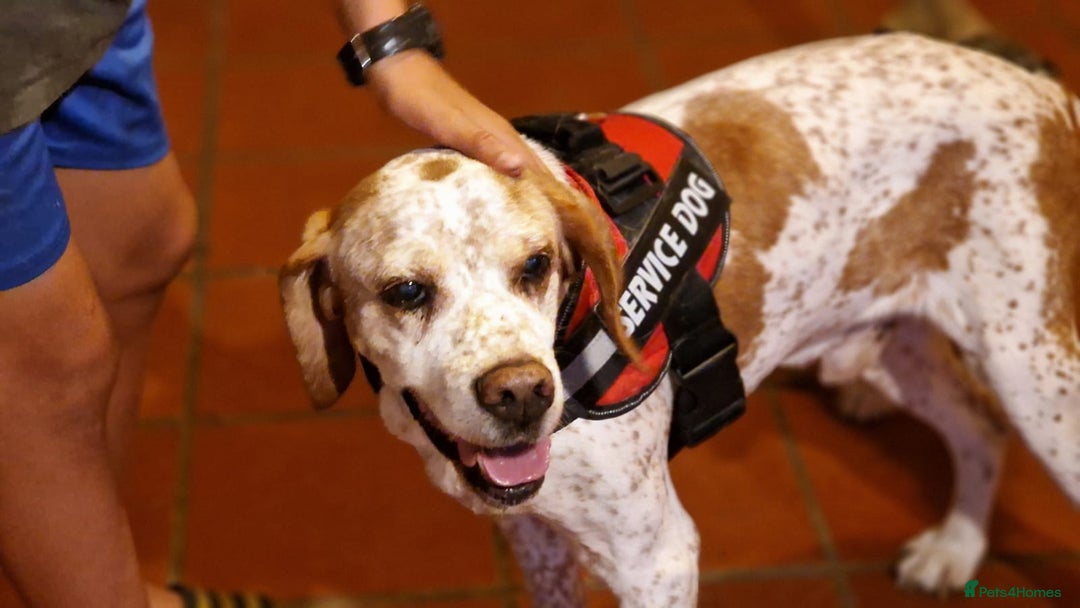 Pointer dogs for adoption: Caqui a wonderful older Pointer - Image 4