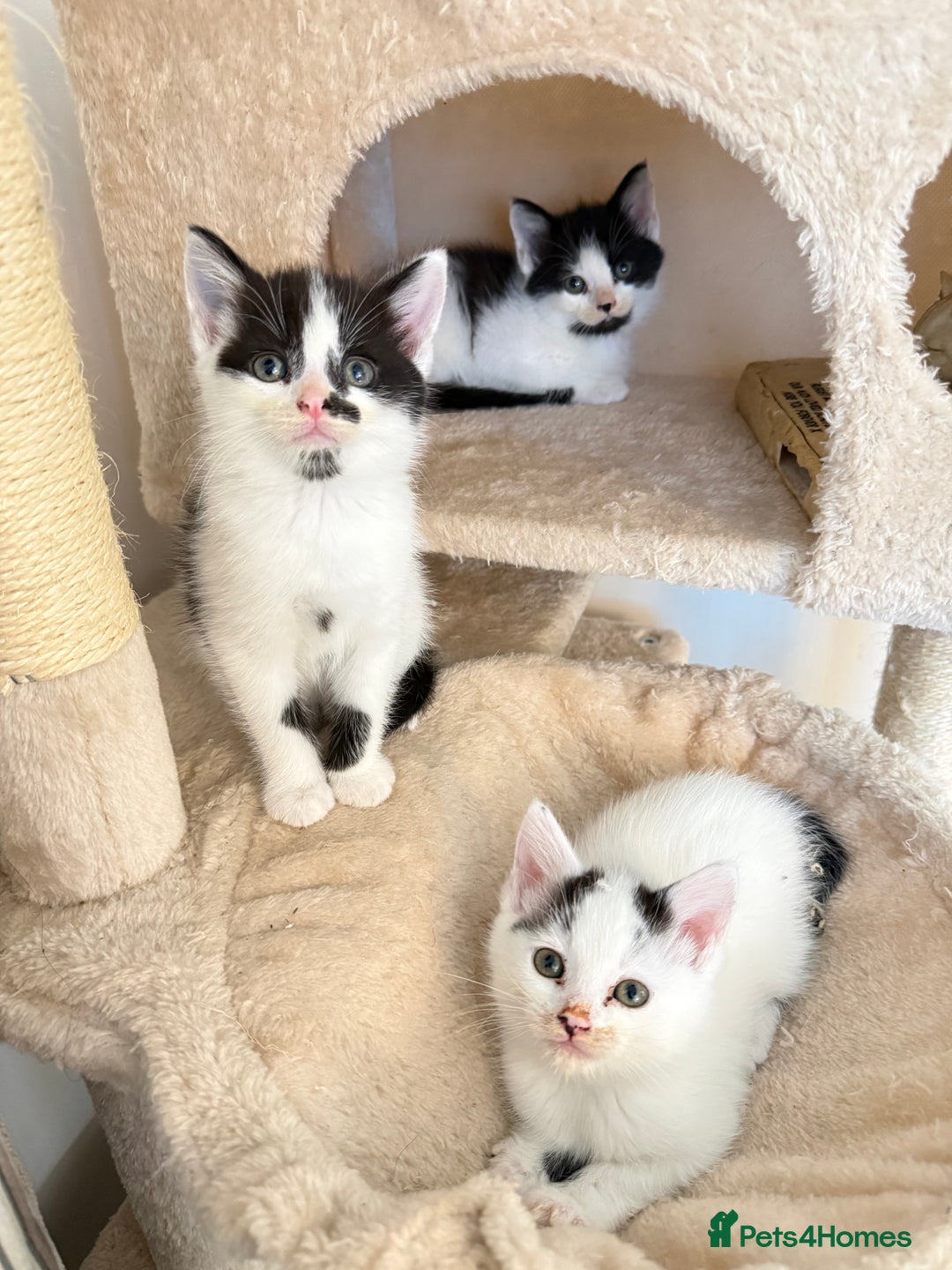 Mixed Breed cats for sale: FREE KITTENS AND CAT!! In need of rehoming FREE - Image 2