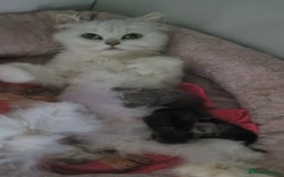 Persian cats for sale: BEAUTIFUL PERSIAN KITTEN GIRL DOLLFACE FOR SALE - Image 4