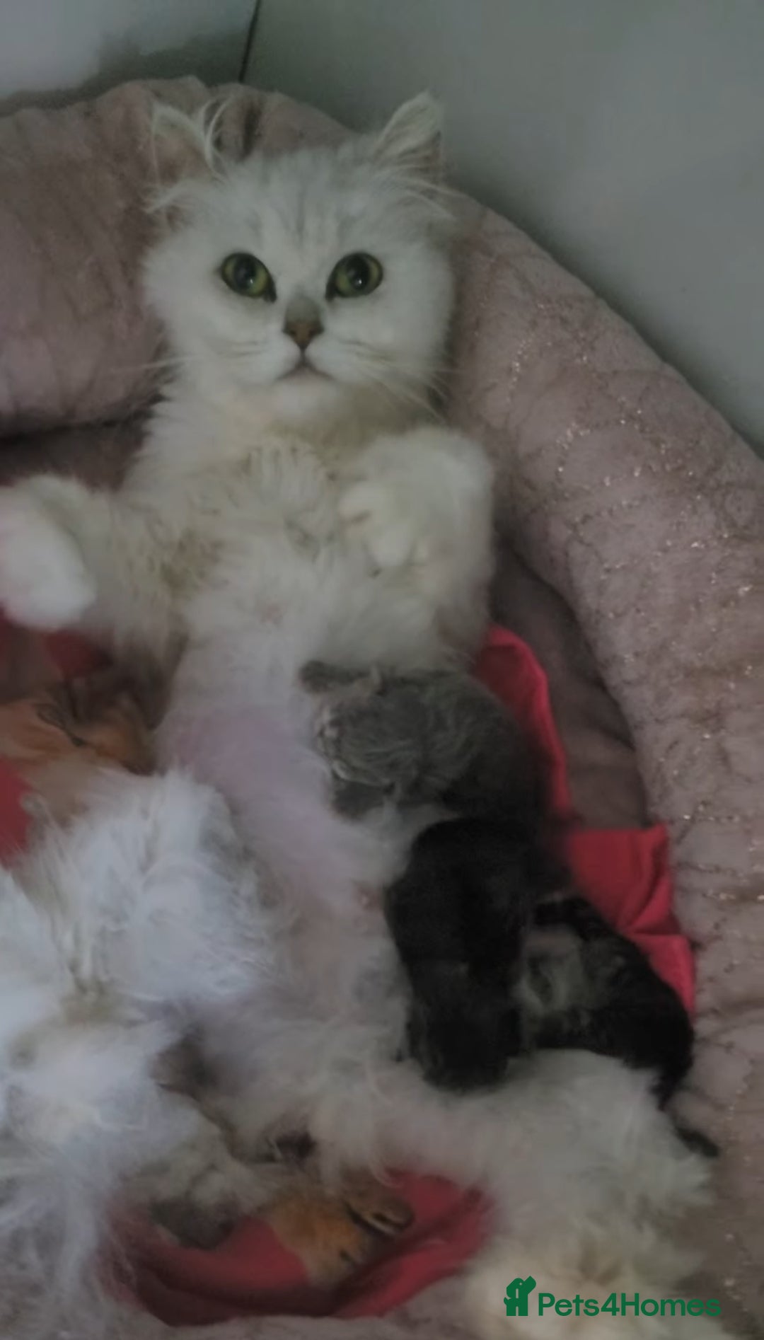 Persian cats for sale: BEAUTIFUL PERSIAN KITTEN GIRL DOLLFACE FOR SALE - Image 4
