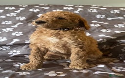 Standard Poodle dogs for sale: Standard Poodle Puppies  - Image 8