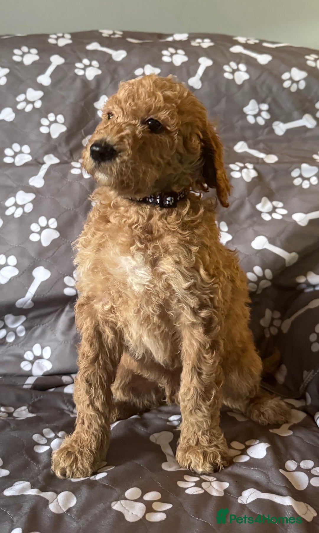 Standard Poodle dogs for sale: Standard Poodle Puppies  - Image 8