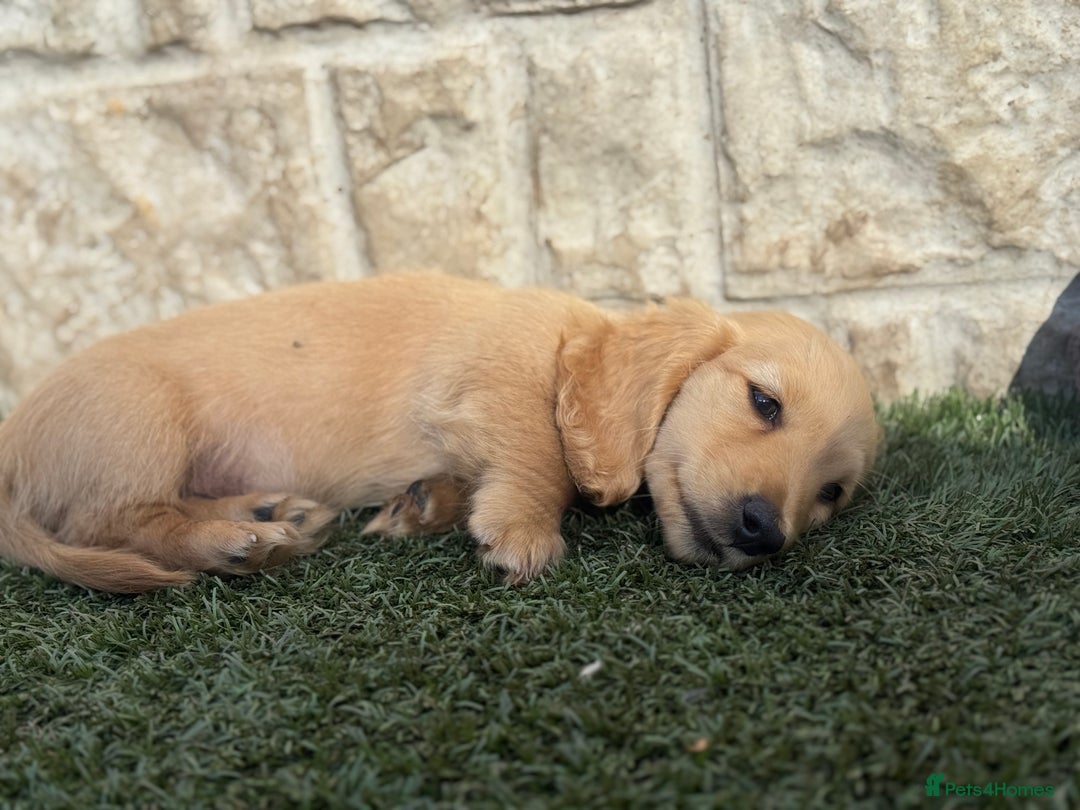Miniature Dachshund dogs for sale: 🐾KC CREAM Long haired miniature dachshund  - Image 13
