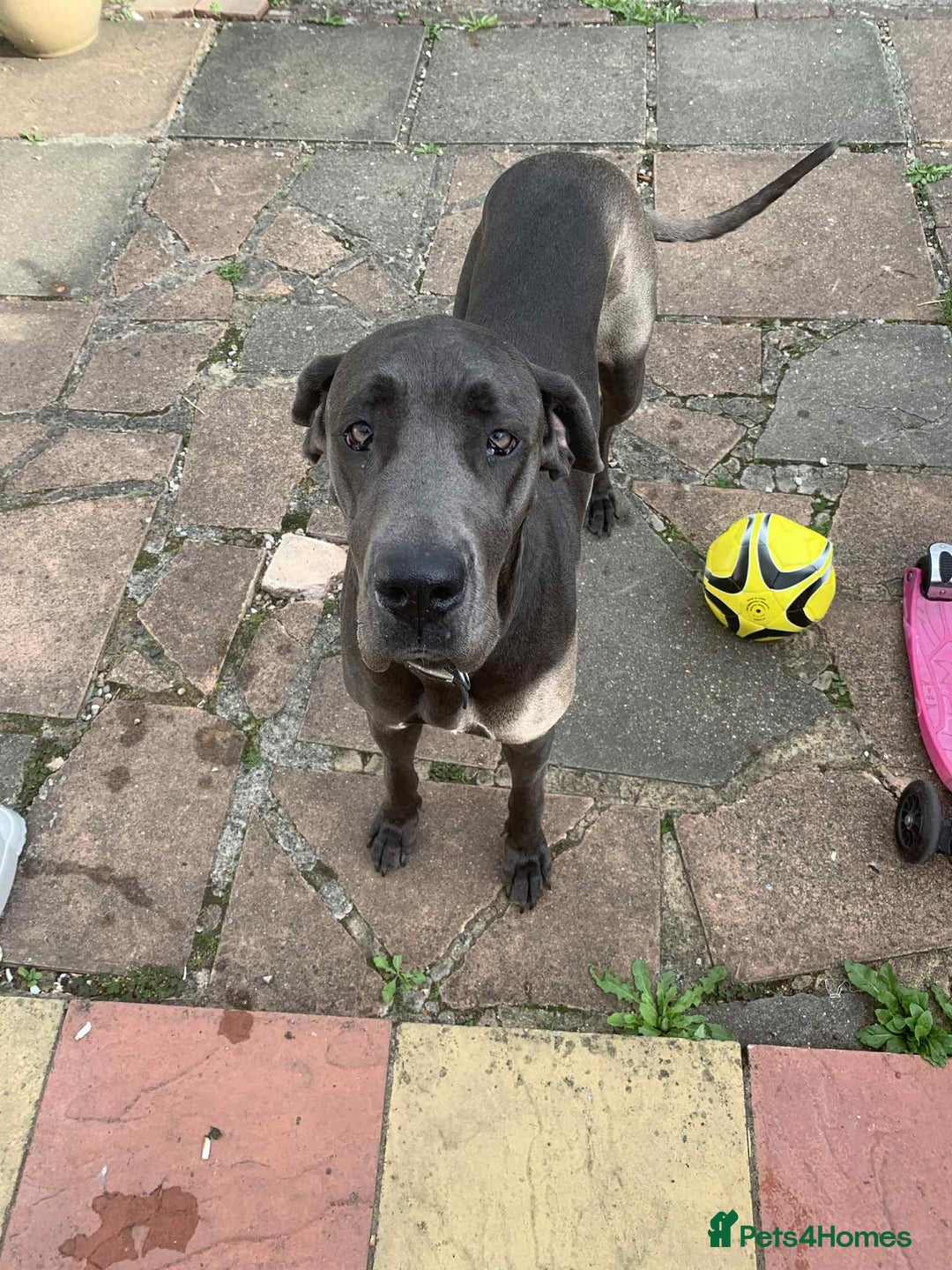 Great Dane dogs for sale: Great Dane Pup - Image 6