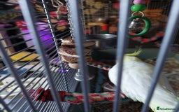 Cockatiels birds for sale: Incredibly sweet female cockatiel  - Advert 6