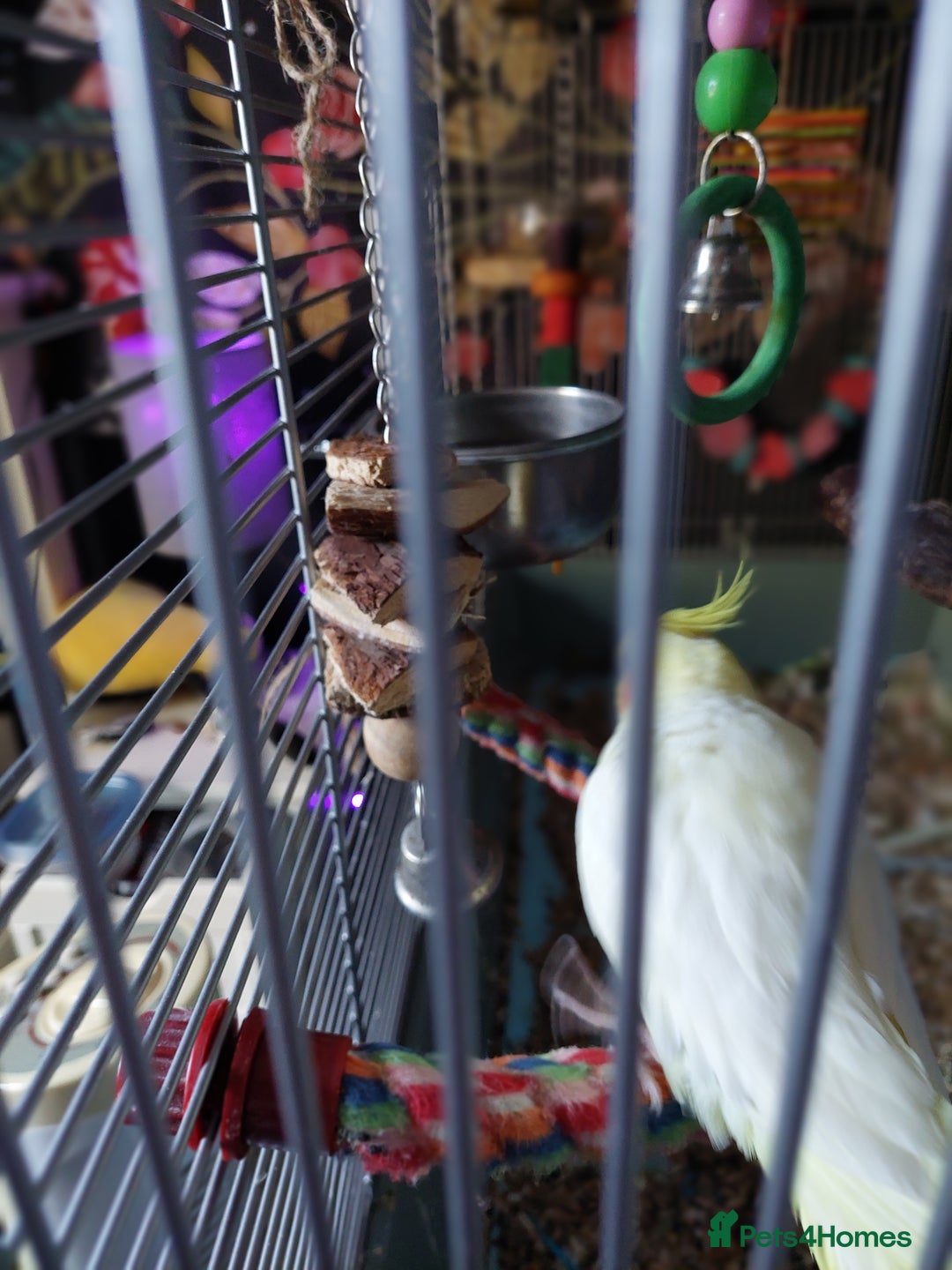 Cockatiels birds for sale: Incredibly sweet female cockatiel  - Advert 6