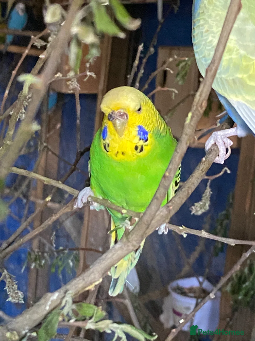 Budgerigars birds for sale: 8 female budgies  - Advert 15
